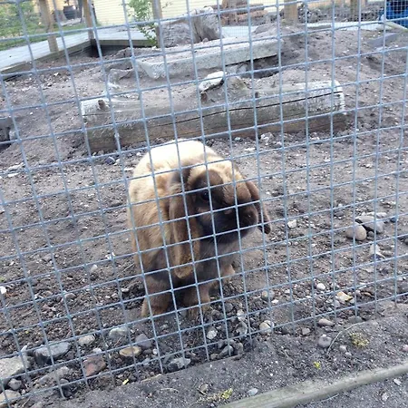 Birkende Bed & Breakfast Langeskov