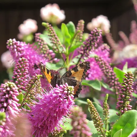Birkende Nocleg ze śniadaniem 2*