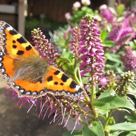 Nocleg ze śniadaniem Birkende