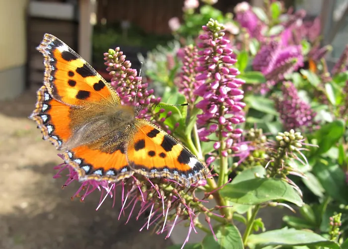 Couette-café Birkende